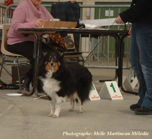 Annouk  8 mois expo de Niort
