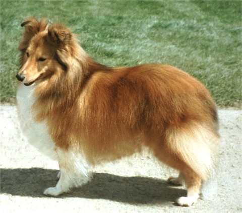 Apsledene Charisma
