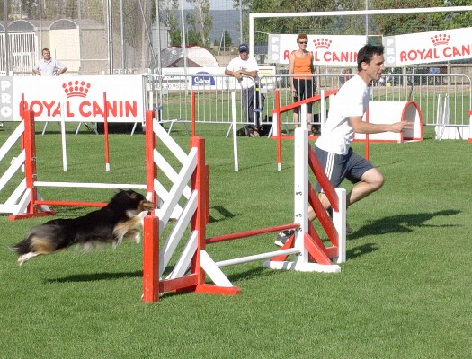  Tara gagnante du Grand Prix de France d'Agility 2005  Franck Latapie