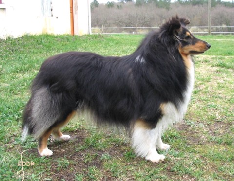 Vixen 2 years