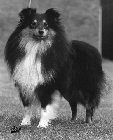 Shelridge Blackadder