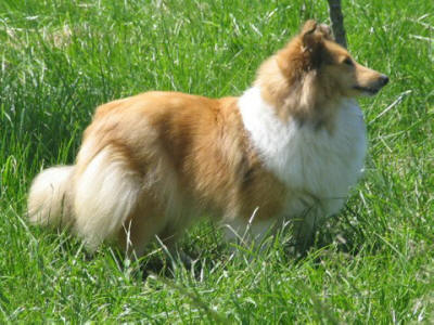 Princess  5 ans